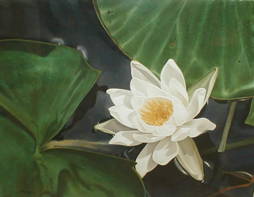 Lily
                  Afloat