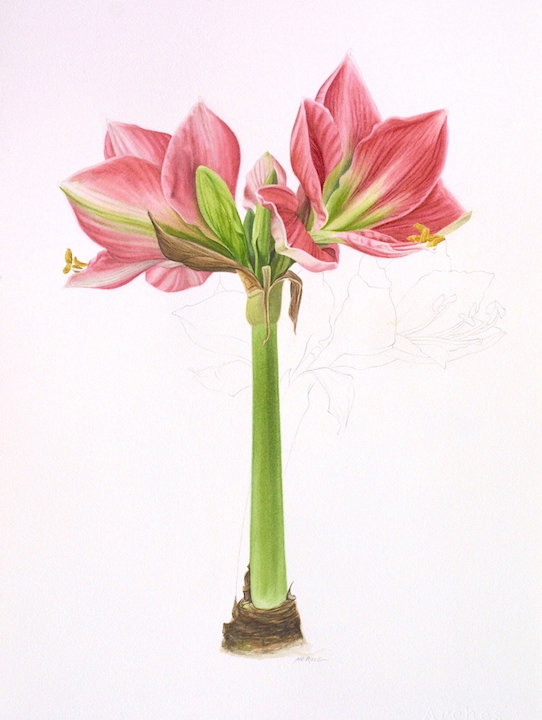 Pink amaryllis two stems