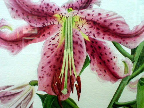 Rubrum Lilies detail